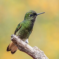 Buff-tailed coronet (Boissonneaua flavescens flavescens) Caldas.jpg