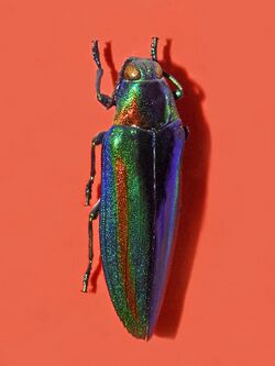 Buprestidae - Chrysochroa vittata.jpg