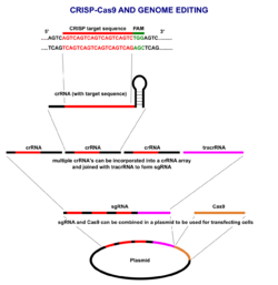 CRISPR overview - en.svg