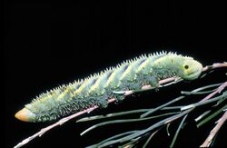 CSIRO ScienceImage 2658 Caterpillar of Doubleheaded hawk moth.jpg