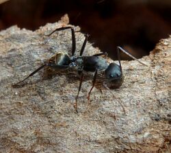 Camponotus cinctellus, werkster, Voortrekkerbad.jpg