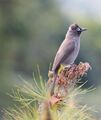 CapeBulbul1095.jpg