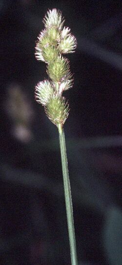 Carex tribuloides NRCS-1.jpg