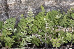 Several fern leaves standing up against a rock outcropping