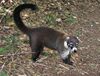 Coati.jpg