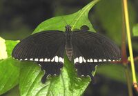 Common Mormon Papilio polytes Male by Dr. Raju Kasambe DSCN2214 (2).jpg