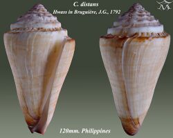 Conus distans 1.jpg