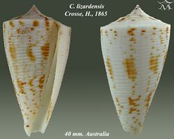 Conus lizardensis 1.jpg