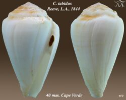 Conus tabidus 2.jpg