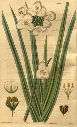 Curtis's botanical magazine (Plate 3294) (8202146543).jpg