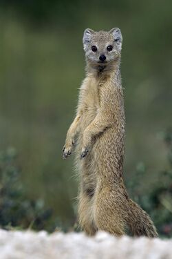 Cynictis penicillata (Etosha, 2011).jpg