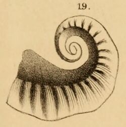 Illustration of "Cyrtolites" sp.