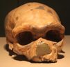 Dali Man Skull, Replica.jpg