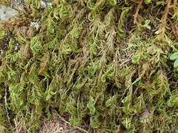 Dendroalsia abietina.jpg