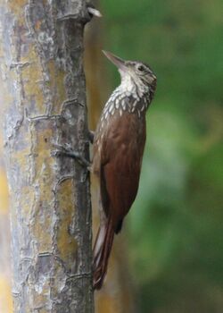 Dendroplex picus 2.jpg