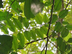 Diospyros kurzii leaves.jpg