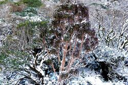 Dracophyllum traversii snow.jpg