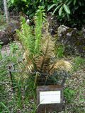 Encephalartos umbeluziensis furnas 2015.jpg
