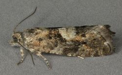 Epinotia pygmaeana, Trawscoed, North Wales, April 2014 (19061827713).jpg