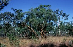 Eucalyptus lirata.jpg