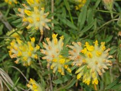 Fabaceae - Anthyllis vulneraria-2.JPG