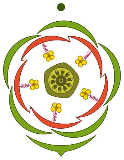 File:Floral diagram – Anagallis arvensis.svg