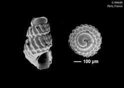 Folinella acupicta (MNHN-IM-2016-919).jpeg