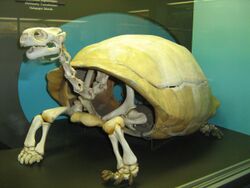 Galapagos Turtle skeleton.jpg