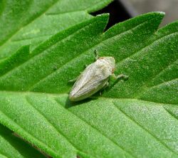 Graphocraerus ventralis ^ Cicadellidae - Flickr - gailhampshire (1).jpg