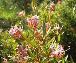 Grevillea Pink Midget.jpg