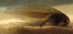 Haswell's Frog - Paracrinia haswelli tadpole.jpg