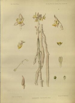 Hemiorchis pantlingii A Century of Indian Orchids pl 199 (1895).jpg