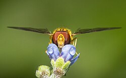 Hoverfly in rain by prasan shrestha.jpg