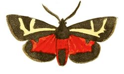 Illustrations of Exotic Entomology Nemeophila Figurata.jpg