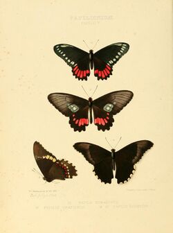 Illustrations of new species of exotic butterflies Papilio V.jpg