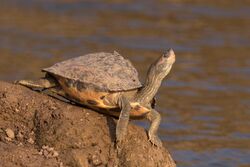 Indian tent turtle (Pangshura tentoria tentoria).jpg