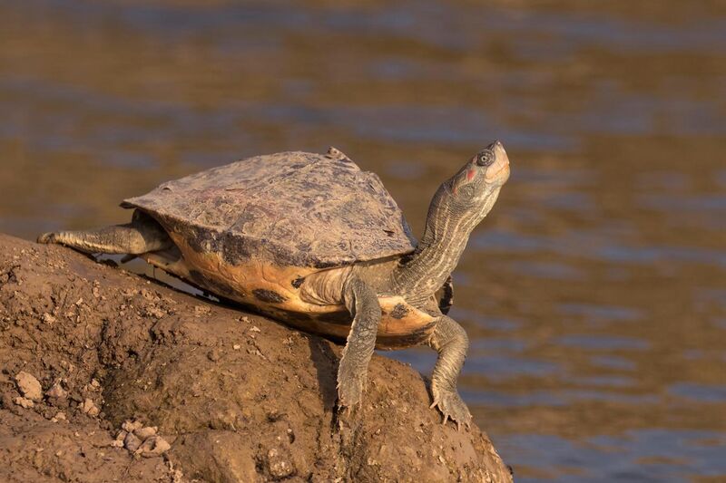 File:Indian tent turtle (Pangshura tentoria tentoria).jpg