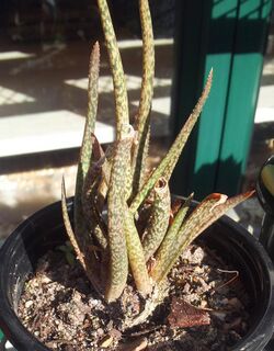 Juvenile Aloe albiflora in cultivation - RSA.jpg
