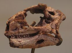 Partial skull of Lesothosaurus