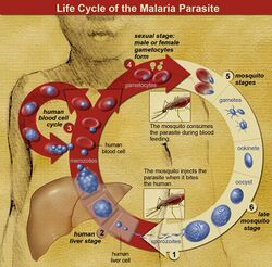 Life Cycle of the Malaria Parasite.jpg