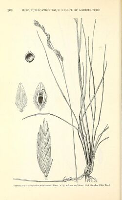 Manual of the grasses of the United States (Page 206) BHL42020845.jpg