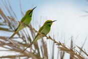 Merops orientalis at Fayoum by Hatem Moushir 1.JPG