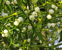 Mistletoe growing on a tree, showing white berries in medium close-up