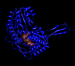 Monomer with an NAD (with surface).png