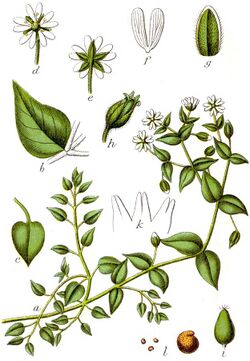 Myosoton aquaticum Sturm9.jpg