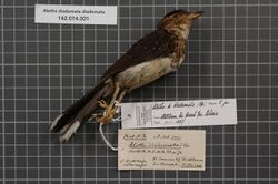 Naturalis Biodiversity Center - RMNH.AVES.129205 1 - Alethe diademata diademata (Bonaparte, 1851) - Turdidae - bird skin specimen.jpeg
