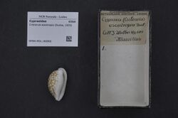 Naturalis Biodiversity Center - RMNH.MOL.182900 - Cribrarula esontropia (Duclos, 1833) - Cypraeidae - Mollusc shell.jpeg