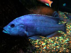 Nimbochromis Fuscotaeniatus male.jpg