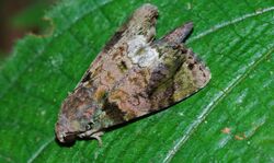 Noctuid Moth (Corythurus nocturnus) (8751176858).jpg