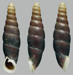 Oospira smithi shell.jpg